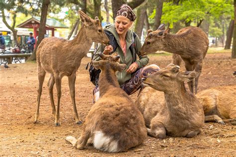 The Deer of Nara | KCP International Japanese Language School