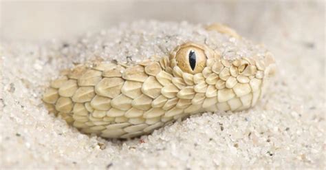 Sand Viper - A-Z Animals