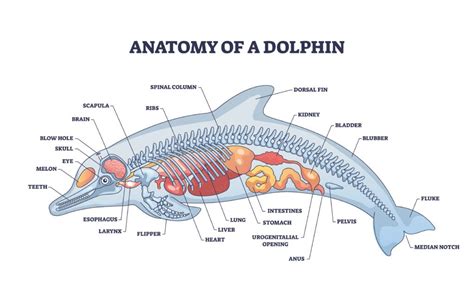 Understanding Dolphin Anatomy