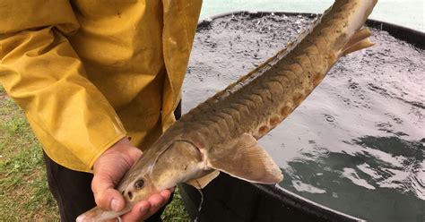 Great Lakes scientists restore habitat for lake sturgeon