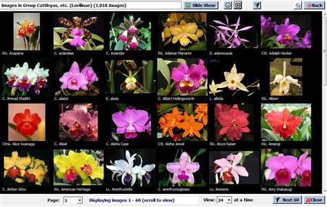 Orchid Identification Chart | Orchid Flowers