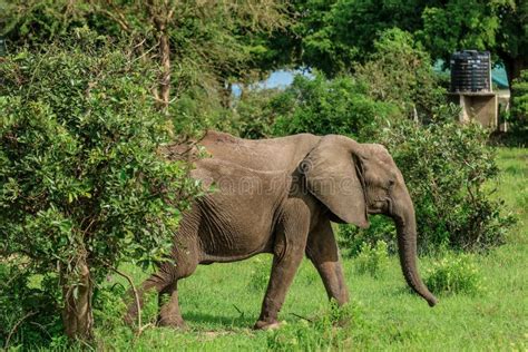 Wild African Elephants Eating Leaves Stock Image - Image of background ...