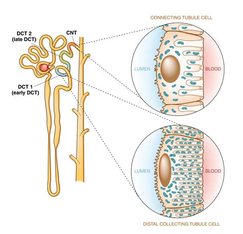 Distal Convoluted Tubule — NephJC