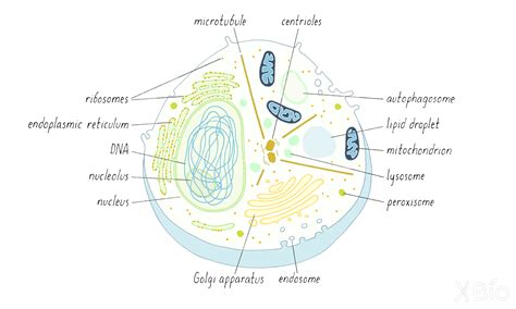 Membrane Organelles | by Jennifer Lippincott-Schwartz