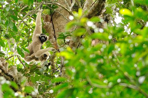 Pileated gibbon (Hylobates pileatus)