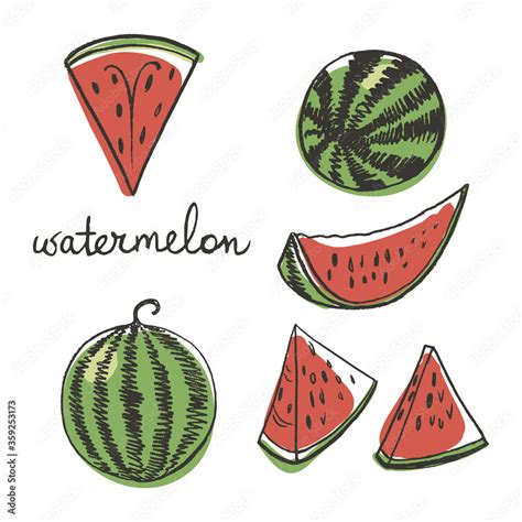 Watermelon slices. Colorful pencil line sketch collection of fruits and ...