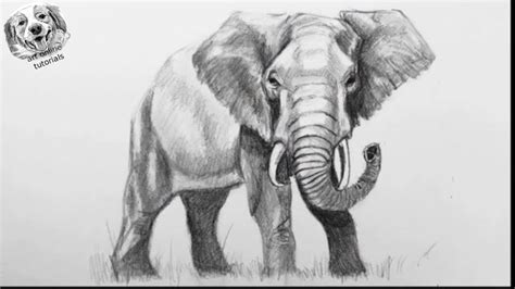 Elephant Sketch