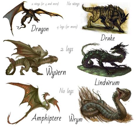 🐲 Types of DRAGONS 🐉 | Pagans & Witches Amino