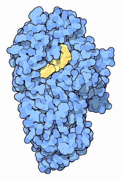 PDB-101: Molecule of the Month: Alpha-amylase