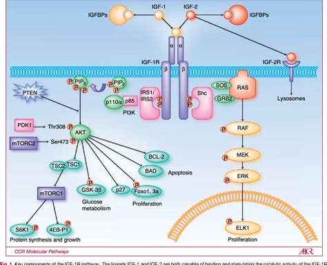 Figure 1 from Targeting the Insulin-like Growth Factor Receptor-1R ...