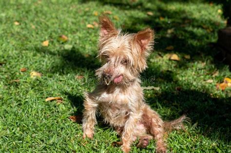 Albino Yorkshire Terrier Dog Stock Photo - Image of canine, isolated ...