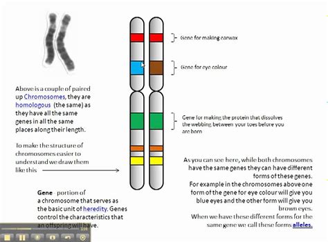 Chromosomes, genes and alleles - YouTube