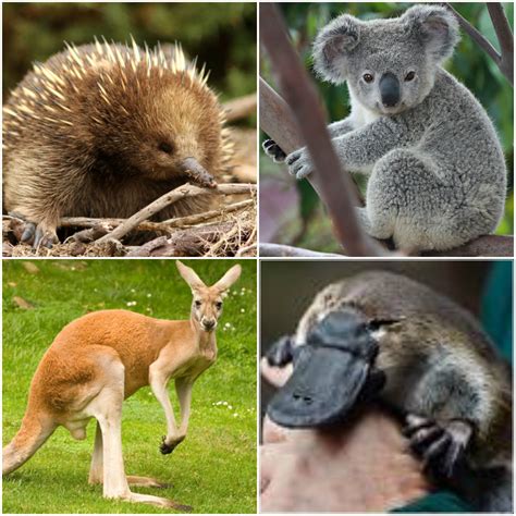 Are Kangaroos Mammals Or Marsupials - Pets Lovers