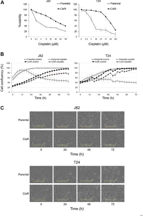 Figure 1 from Ubiquitin-proteasome System Is a Promising Target for ...