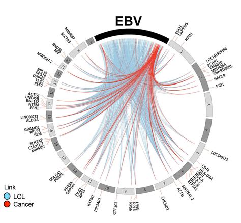 Map showing gene interactions could lead to new cancer therapies ...