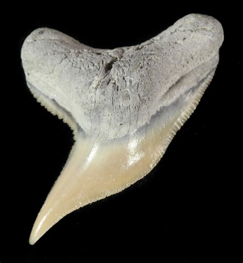 Fossil Tiger Shark Tooth - Lee Creek (Aurora), NC For Sale (#47662 ...