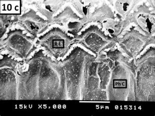 Surface view of the reticular lamina (RL) showing three parallel rows ...