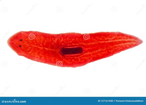 Planaria Flatworm Under Microscope View. Stock Photo - Image of jungle ...