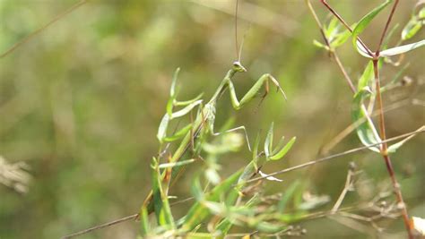 Close Up HD Video Of A Praying Mantis In Natural Habitat Stock Footage ...