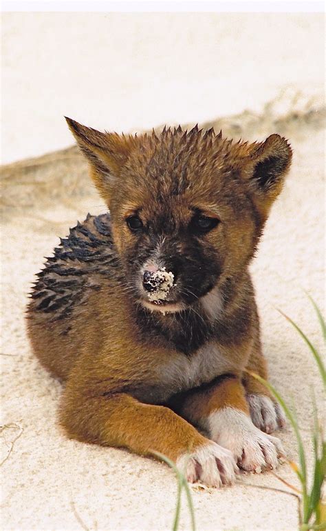 Dingo - Fraser island, Queensland #australiawildlife #australiaanimals ...