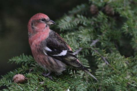 White-winged Crossbills have arrived! by Anna Fasoli | Nemesis Bird