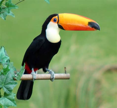 Toco Toucan Facts, Habitat, Diet, Life Cycle, Baby, Pictures