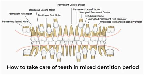 How to take care of teeth in mixed dentition period - Sky Dental Care