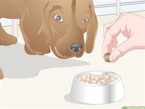 3 Easy Ways To Kill Flea Eggs Wikihow