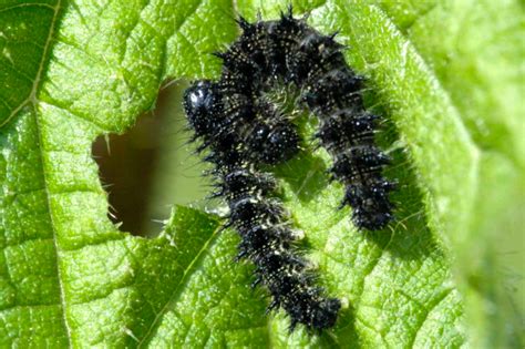 Caterpillar Identification Guide: 40 Species With Photos and ...