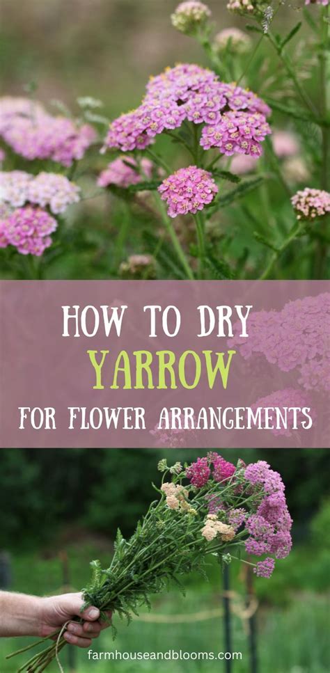 HOW TO DRY YARROW FOR FLOWER ARRANGEMENTS | Flower arrangements, Cut ...