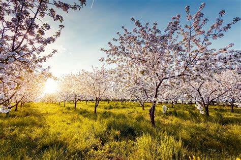 Inn The Orchard - Farm Stay, Pick Your Own Fruit