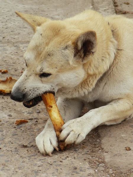 Dog eating bone — Stock Photo © Benzman #1655436