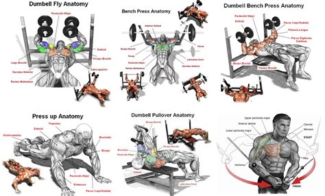 7 Exercises For Effective Pectoral Workouts - Bodydulding