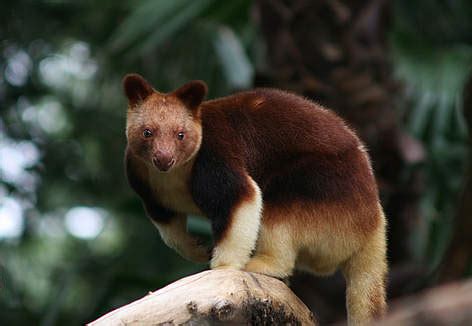 Endangered Trees With Names