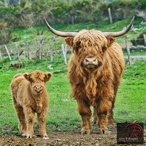 Highland Cattle - a photo on Flickriver