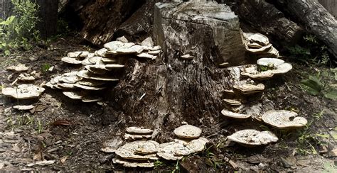 Common Types of Tree Fungus | Learn to Identify Tree Fungus