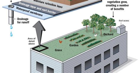 How a green roof works and the benefits of going green | News | nola.com