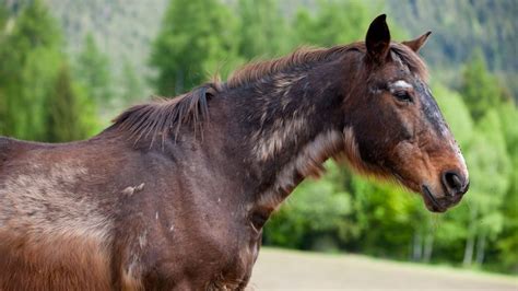 Equine Cushing's Care Guide: From Early Signs to Holistic Management