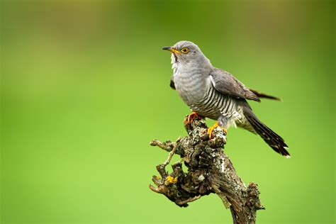 Cuckoo Bird Facts | Cuculus Canorus