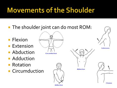 PPT - Shoulder Joint (Glenohumeral Joint) PowerPoint Presentation - ID ...