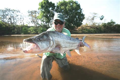 THE FISHING NEWS: TIGERFISH