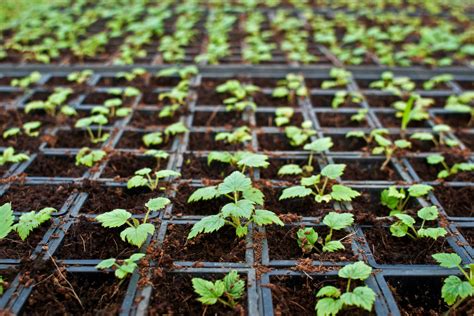 How to propagate raspberries: different methods - Plantura