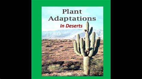 Desert Plants For Kids