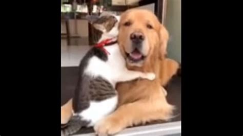 Cat instantly puts its paws around dog after getting a hug from the ...