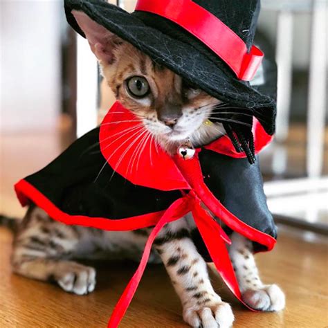 The Best Pet Halloween Costumes for Cats and Dogs