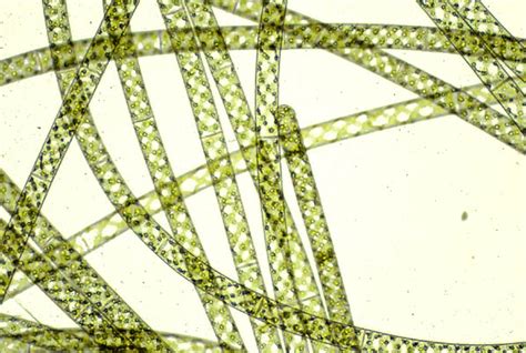 Biology Lab Practical Flashcards - Easy Notecards