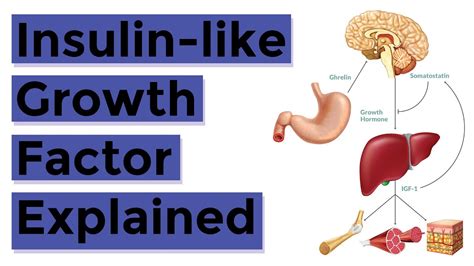 Insulin Like Growth Factor 1 (IGF-1) Explained: Everything You Should ...