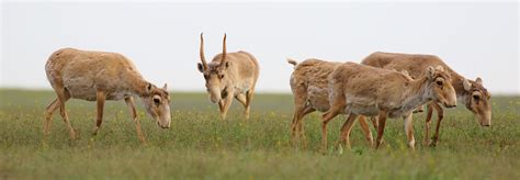 Saiga Antelope - Conjour Species Conservation Report