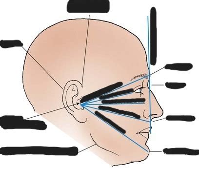 lateral skull landmarks Diagram | Quizlet