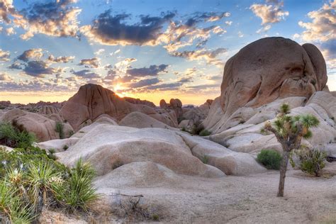 Joshua Tree National Park